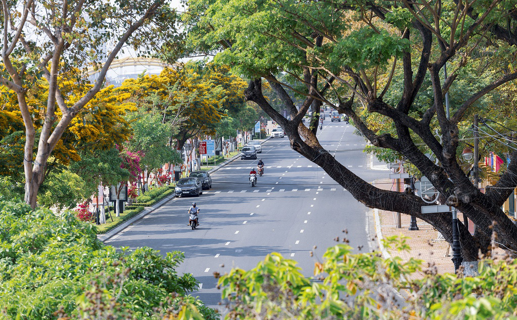 Đà Nẵng đẹp hơn với màu áo mới vàng rực của Hoa Sưa