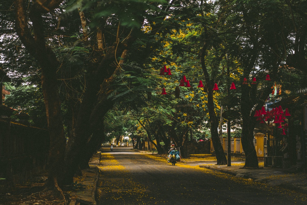 Huế gửi thông điệp mùa hè bằng màu vàng hoa Hoàng Điệp