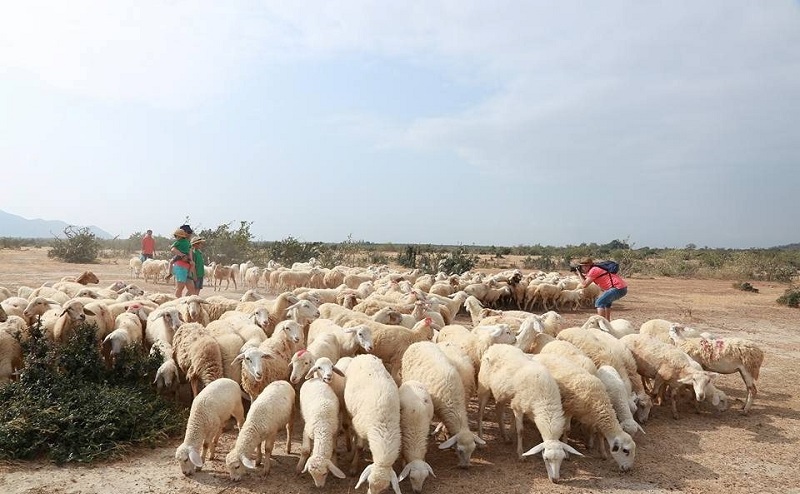 Cẩm-nang-chia-sẻ kinh-nghiệm-du-lịch-Ninh-Thuận-2020-tự-túc-5