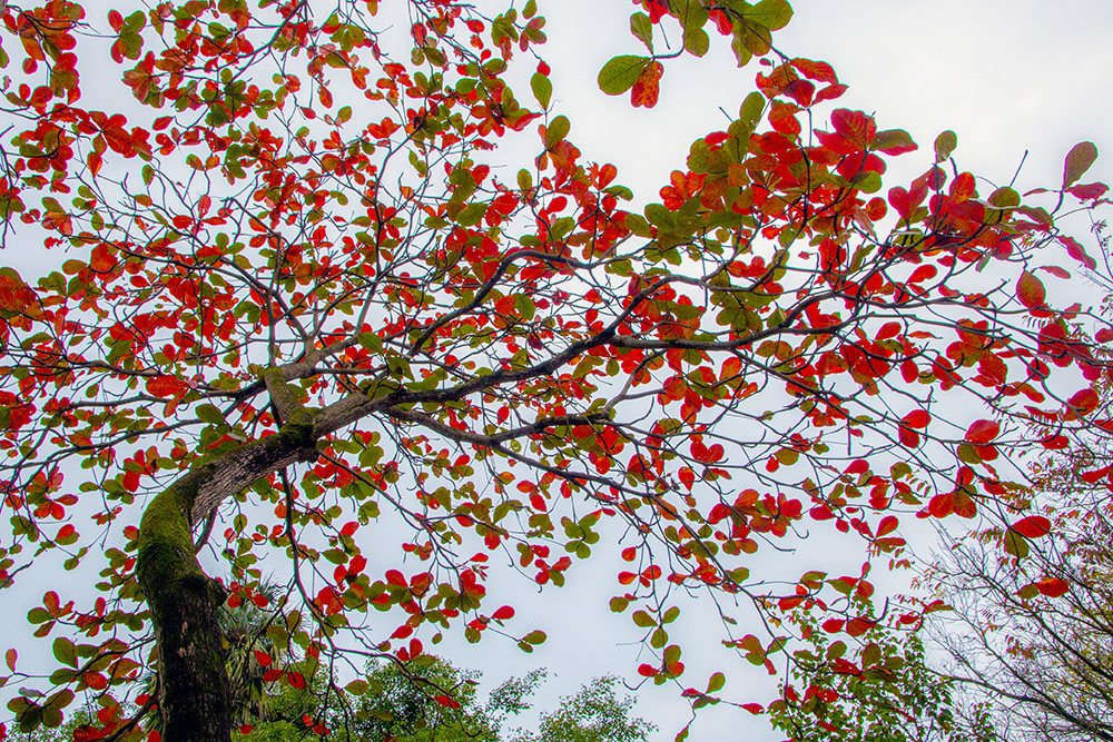 Cây bàng lá nhỏ