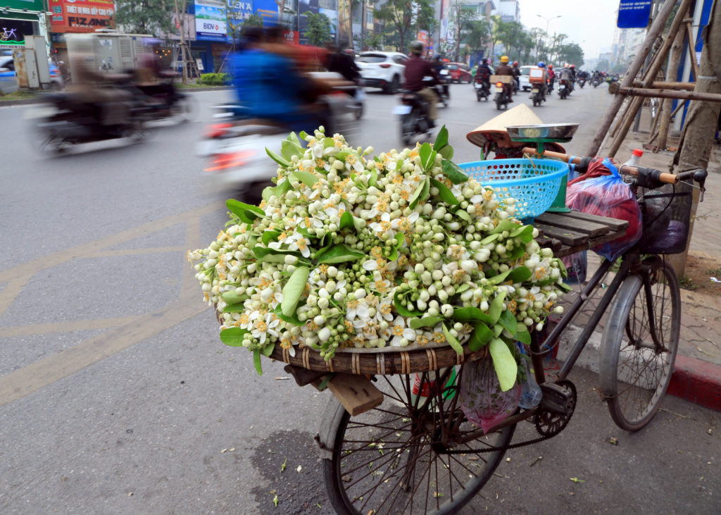 hoa bưởi