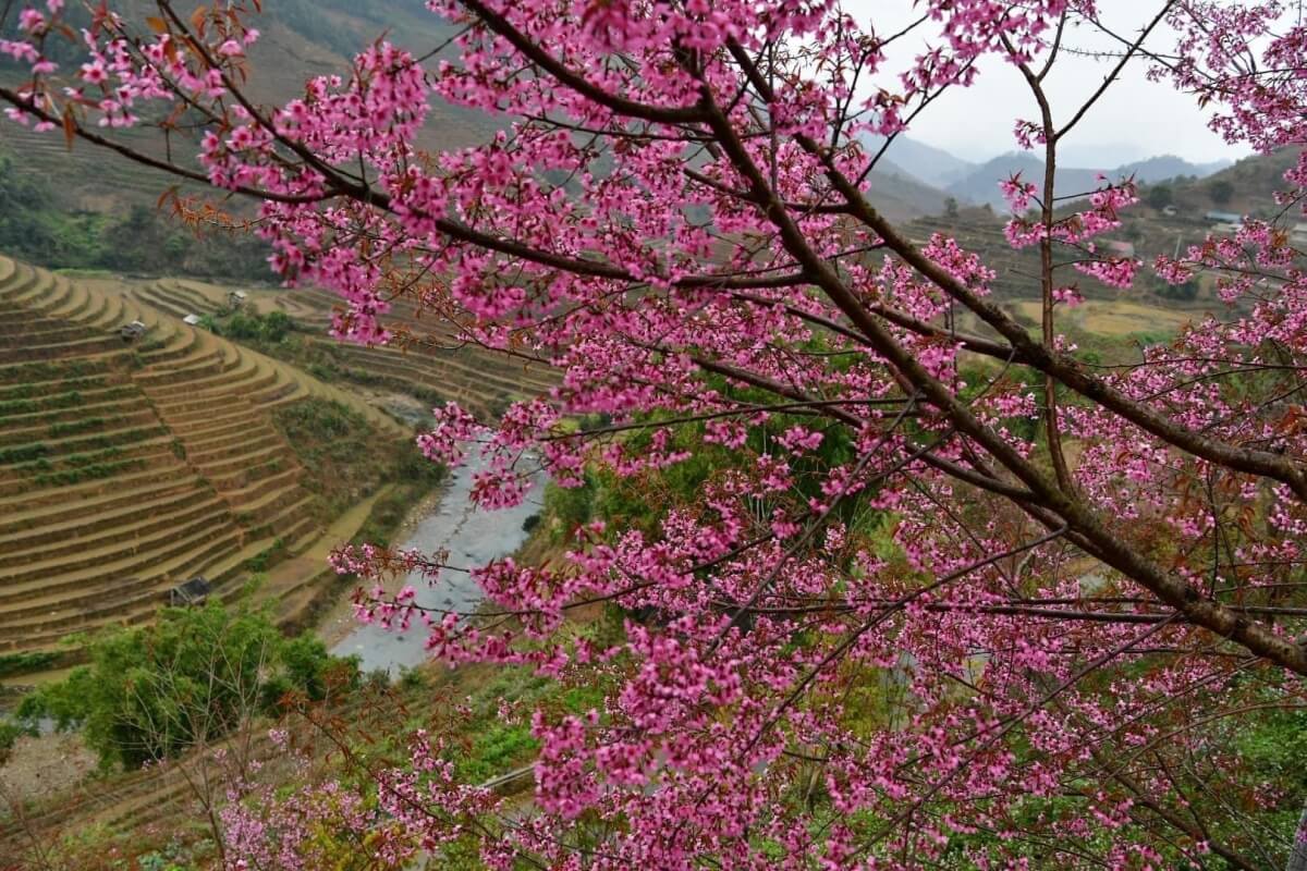 Mù Cang Chải mùa hoa Tớ Dày